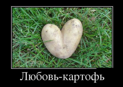 Любовь-картофь